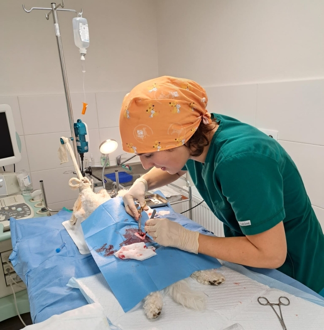 Chirurgický zákrok sterilizácie suky Maltézskeho psíka v (MVDr. Barbara Popovičová). 