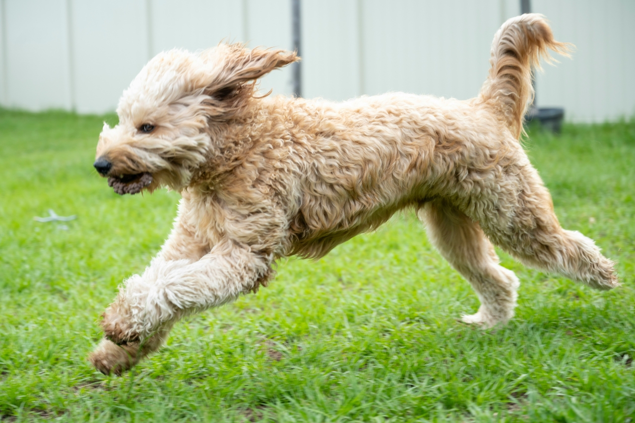 Kríženec pudla a labradorského retrievera