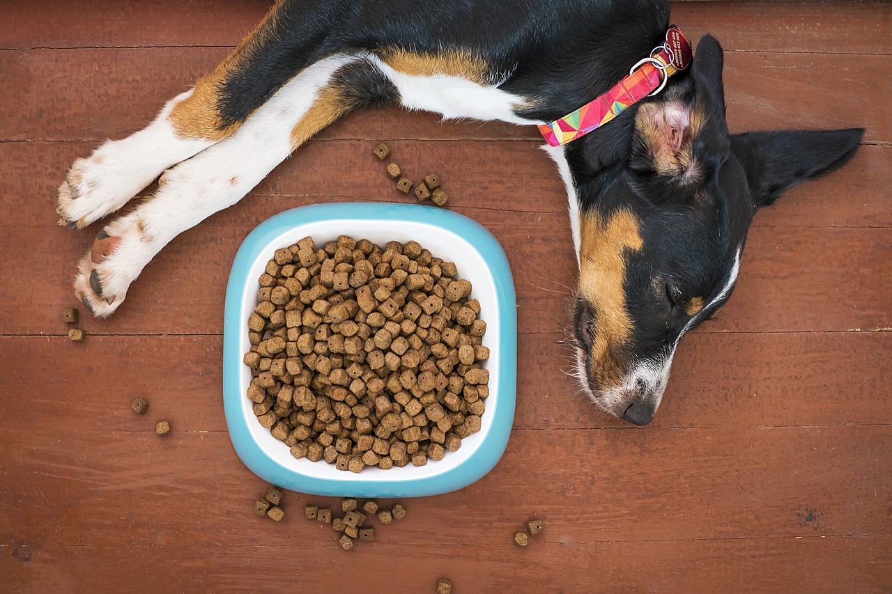 Ako dlho môže pes vydržať bez jedla?