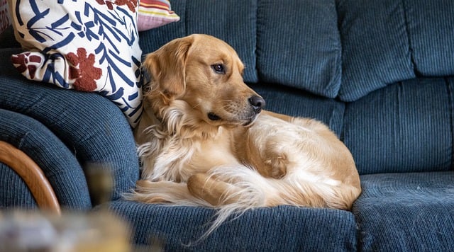 Zlatý Retriever 