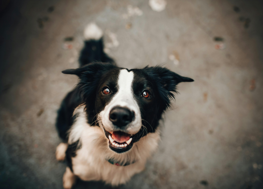 images/doglife/999/fotografie/ciko.jpg